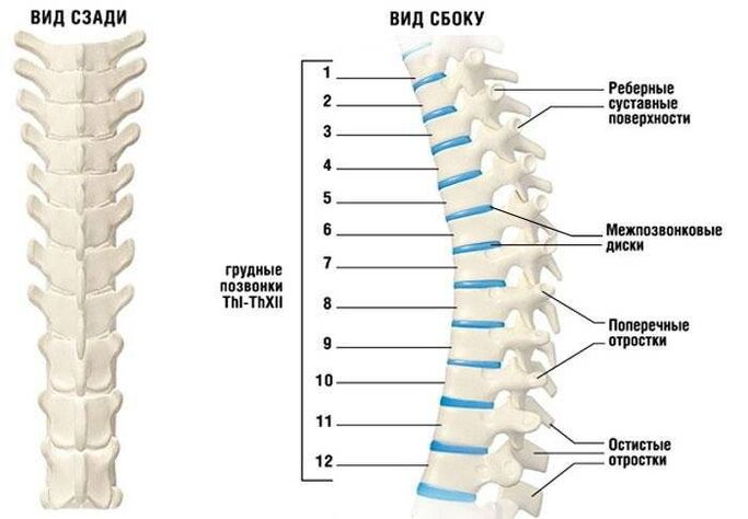 Osteocondrosis cervical